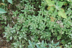 Amaranthus anderssonii