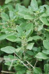 Amaranthus anderssonii