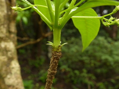 Rauvolfia verticillata