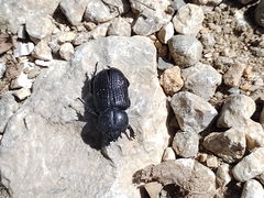 Phileurini