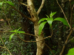 Rauvolfia verticillata