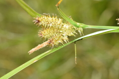 Carex excelsa