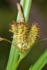 Carex excelsa