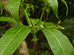 Rauvolfia verticillata