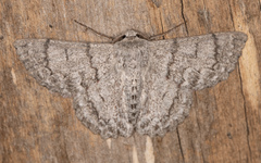 Crypsiphona tasmanica