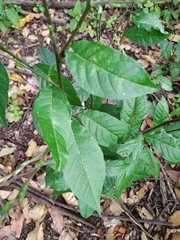 Petiveria alliacea