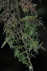 Thuidiaceae