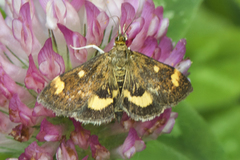 Pyrausta generosa