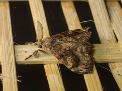Orgyia postica