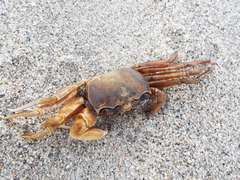 Ocypode occidentalis