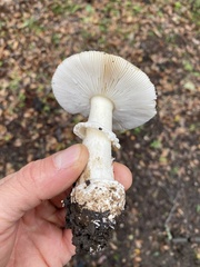 Amanita ocreata
