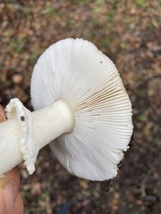Amanita ocreata