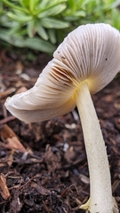 Bolbitius aleuriatus