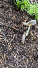 Bolbitius aleuriatus