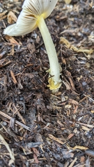 Bolbitius aleuriatus