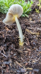 Bolbitius aleuriatus