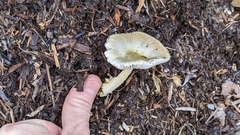 Bolbitius aleuriatus