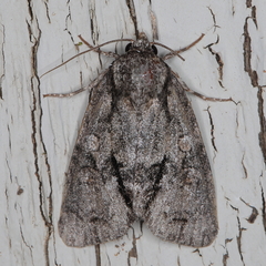 Acronicta transvalica