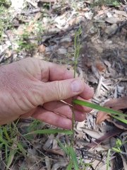Ottochloa gracillima