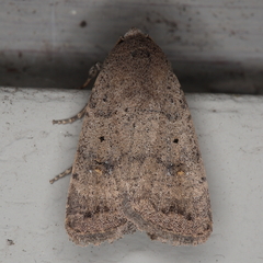 Athetis singula
