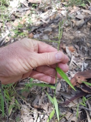 Ottochloa gracillima