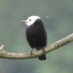 Arundinicola leucocephala