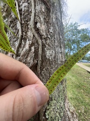 Microgramma lycopodioides