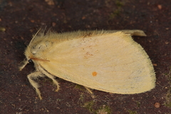 Euproctis bicolor