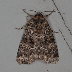 Callopistria latreillei