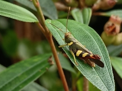 Apalacris varicornis