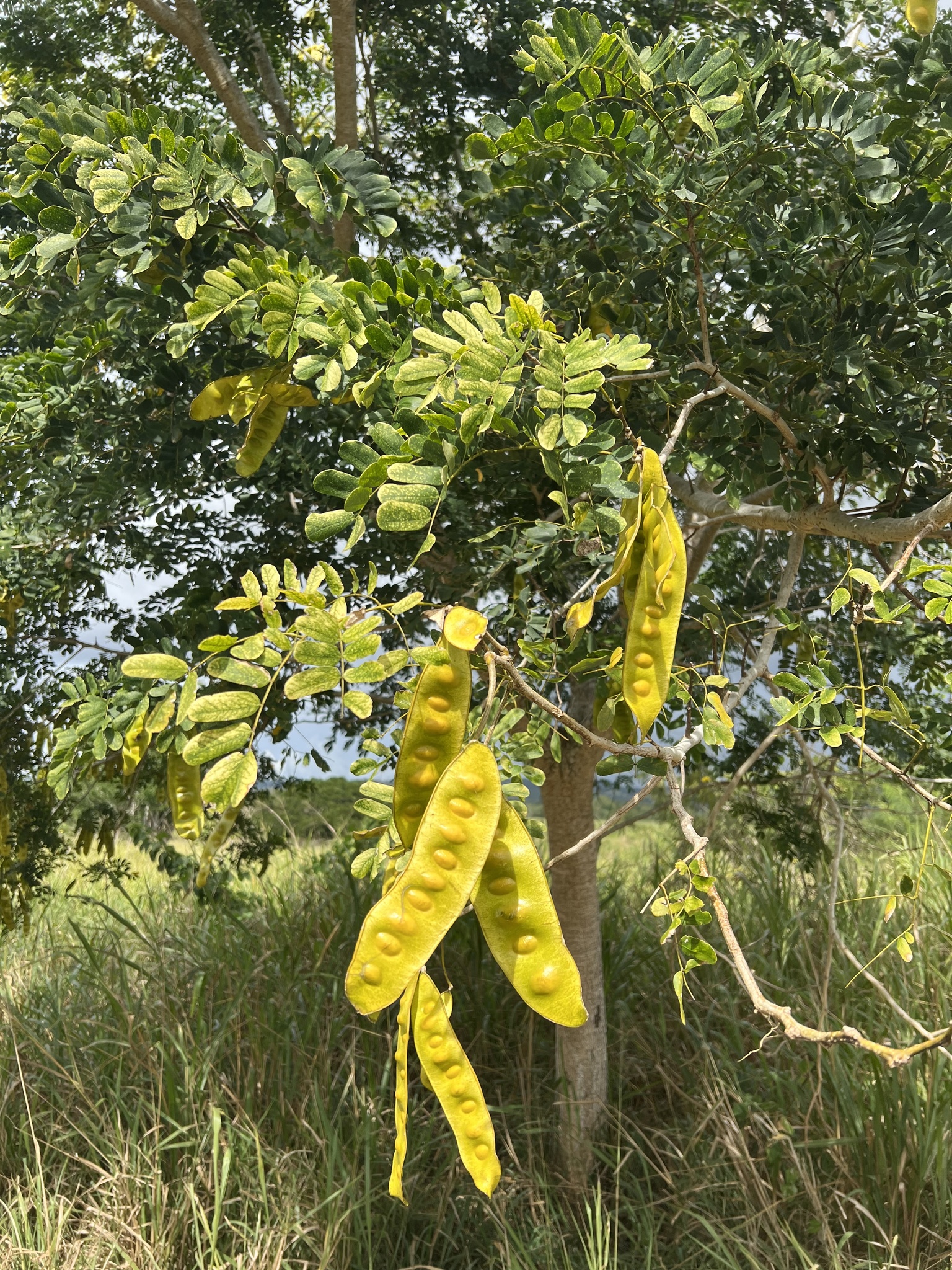 Albizia lebbeck (L.) Benth.