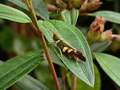 Apalacris varicornis