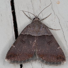 Plecopterodes moderata