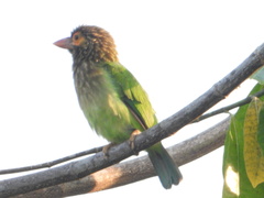 Psilopogon zeylanicus