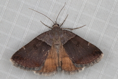 Plecopterodes moderata