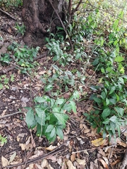 Petiveria alliacea