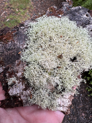 Cladonia confusa
