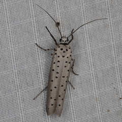 Yponomeuta fumigatus