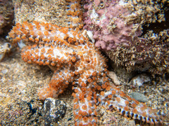 Coscinasterias tenuispina