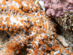 Coscinasterias tenuispina
