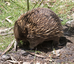 Tachyglossus aculeatus setosus