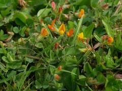 Lotus suaveolens