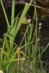 Carex excelsa