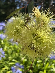 Eucalyptus conferruminata