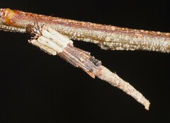 Lepidoscia