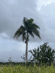 Roystonea borinquena