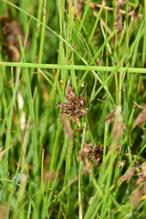 Carex gayana