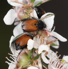 Phyllotocus rufipennis