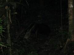 Myrmecophaga tridactyla