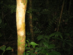 Myrmecophaga tridactyla